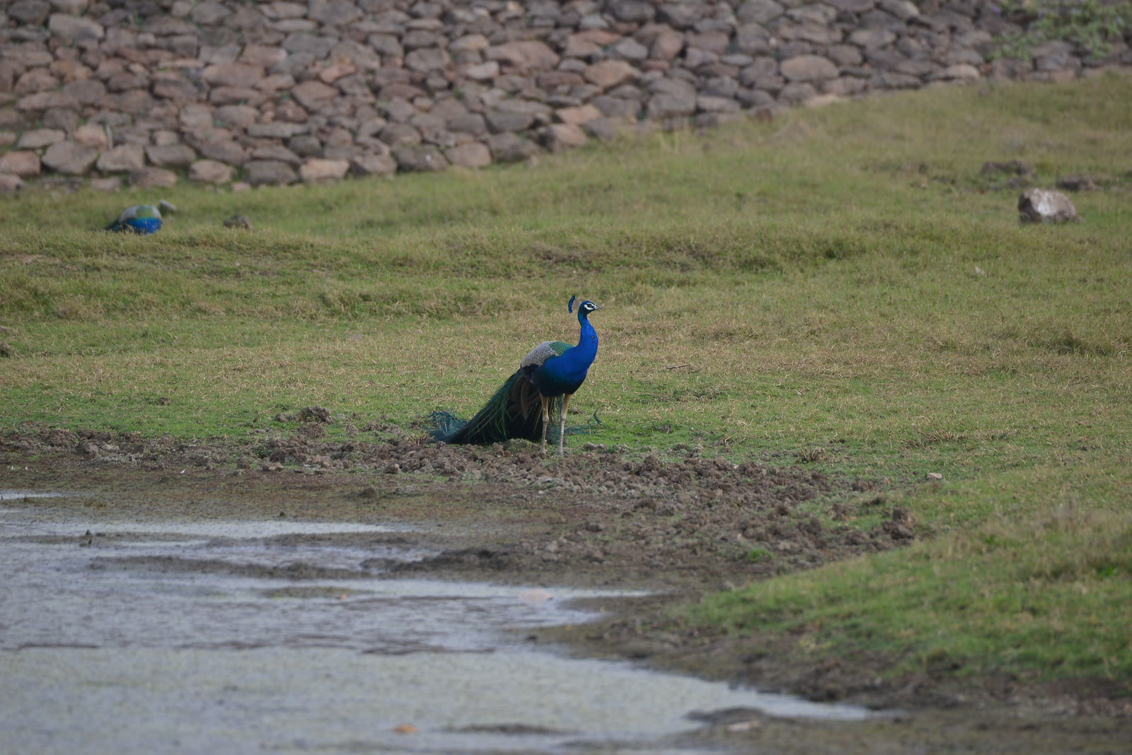 Peacock beside a pool in Dudhwa National Park
