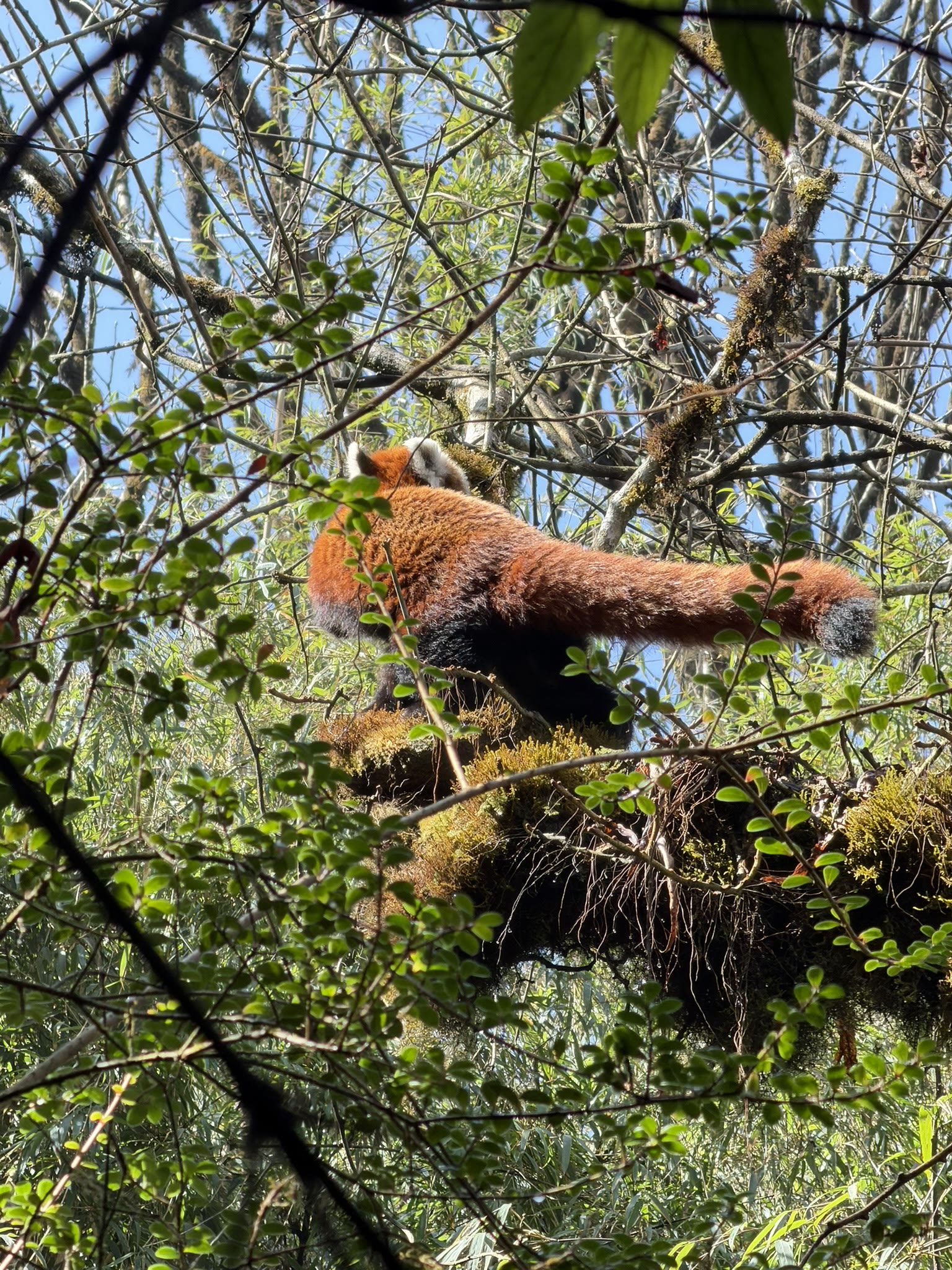 Red panda walking along a mossy branch in Singalila National Park