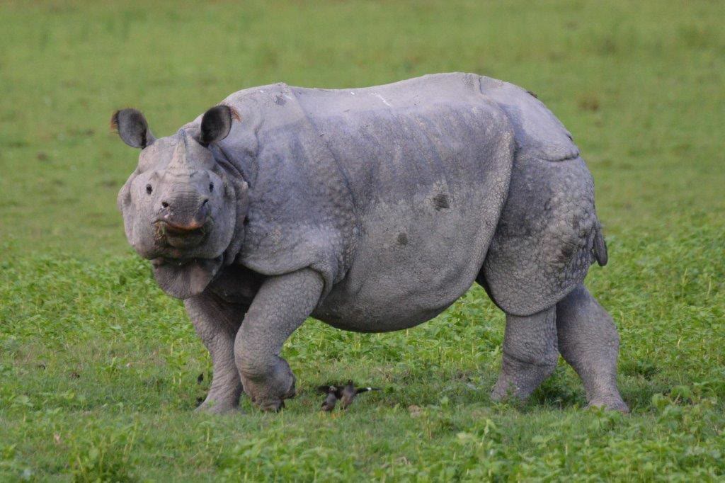 Greater one-horned rhinoceros on the grasslands of Kaziranga National Park