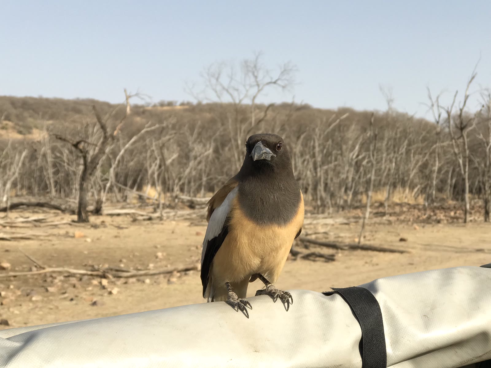 Rufous treepie on the side of a safari jeep in Ranthambore National Park