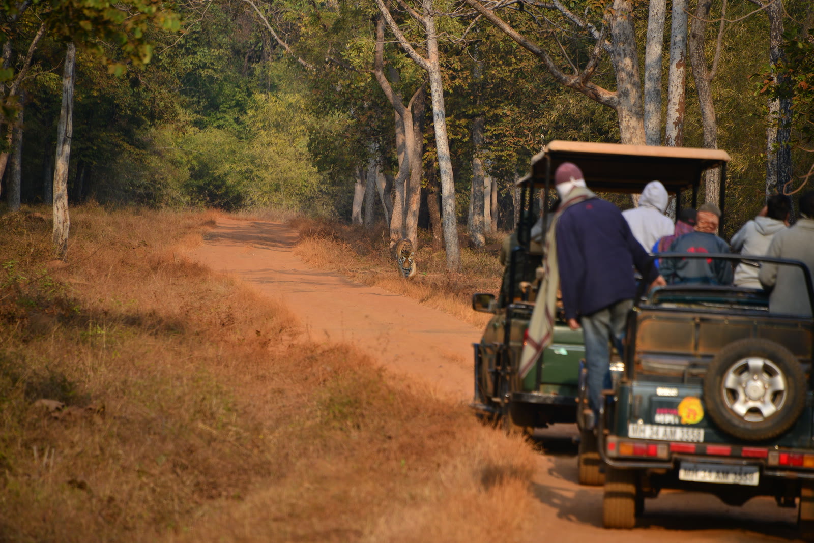 Safari jeep on a red earth track through the forest of Satpura National Park