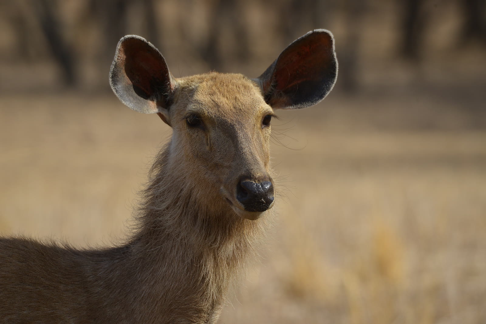 Sambar hind looking towards the camera in Periyar National Park