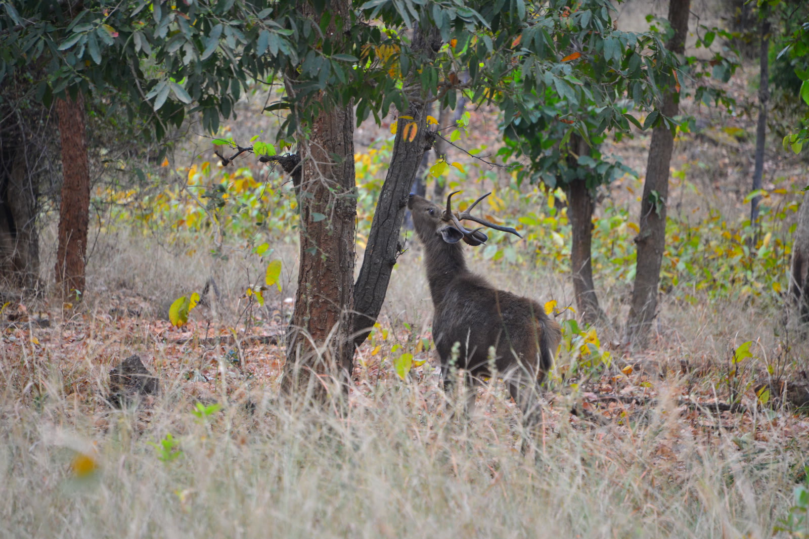 Sambar stag among the trees in Periyar National Park