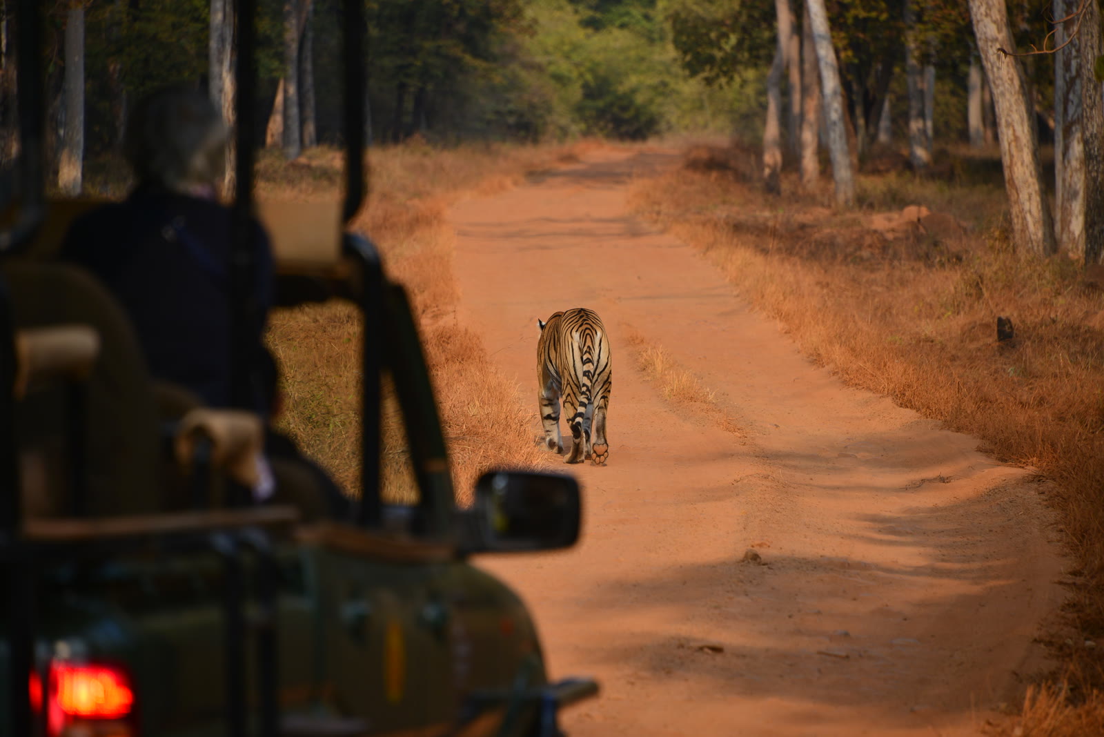 Tiger walking on the track ahead of a safari jeep in Bandhavgarh National Park