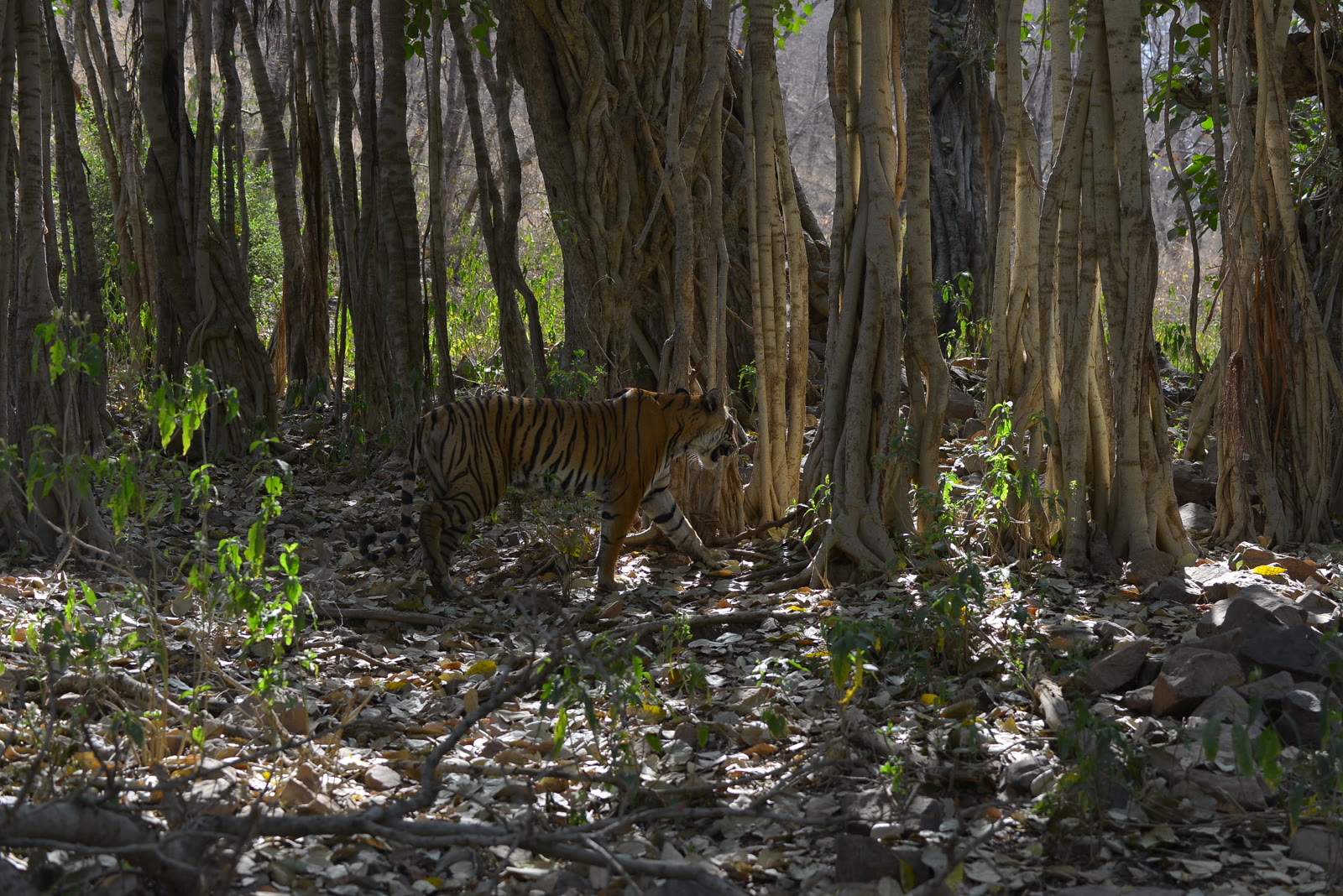 Tiger moving among old trees in Jim Corbett National Park