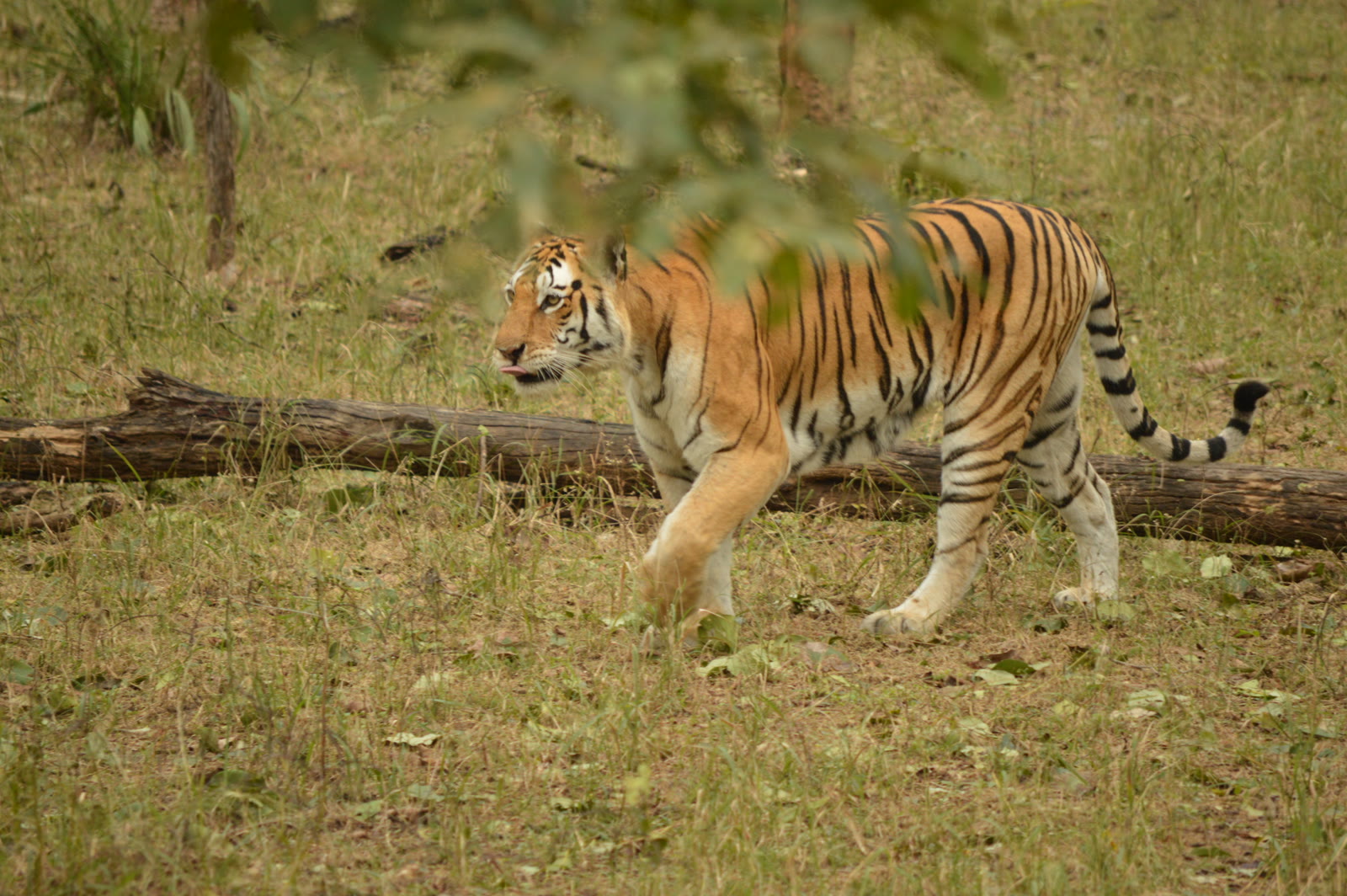 Tiger walking past a fallen log in a forest clearing in Kanha National Park
