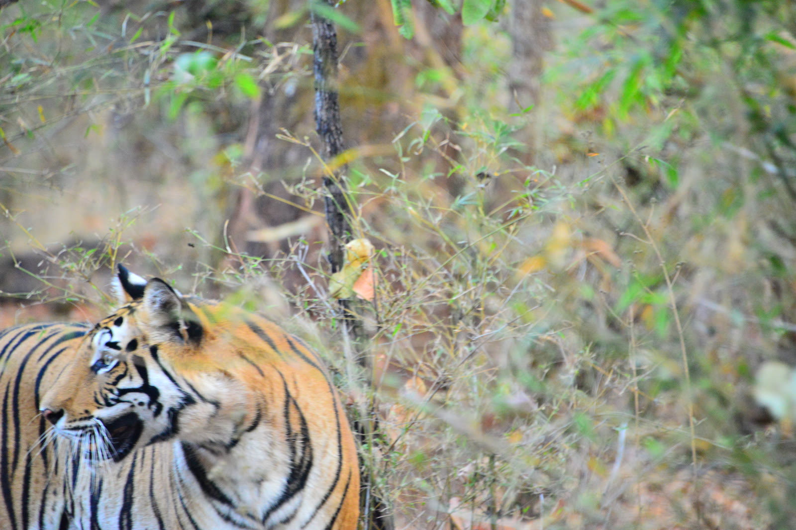 Tiger at close range in the forest of Dudhwa National Park
