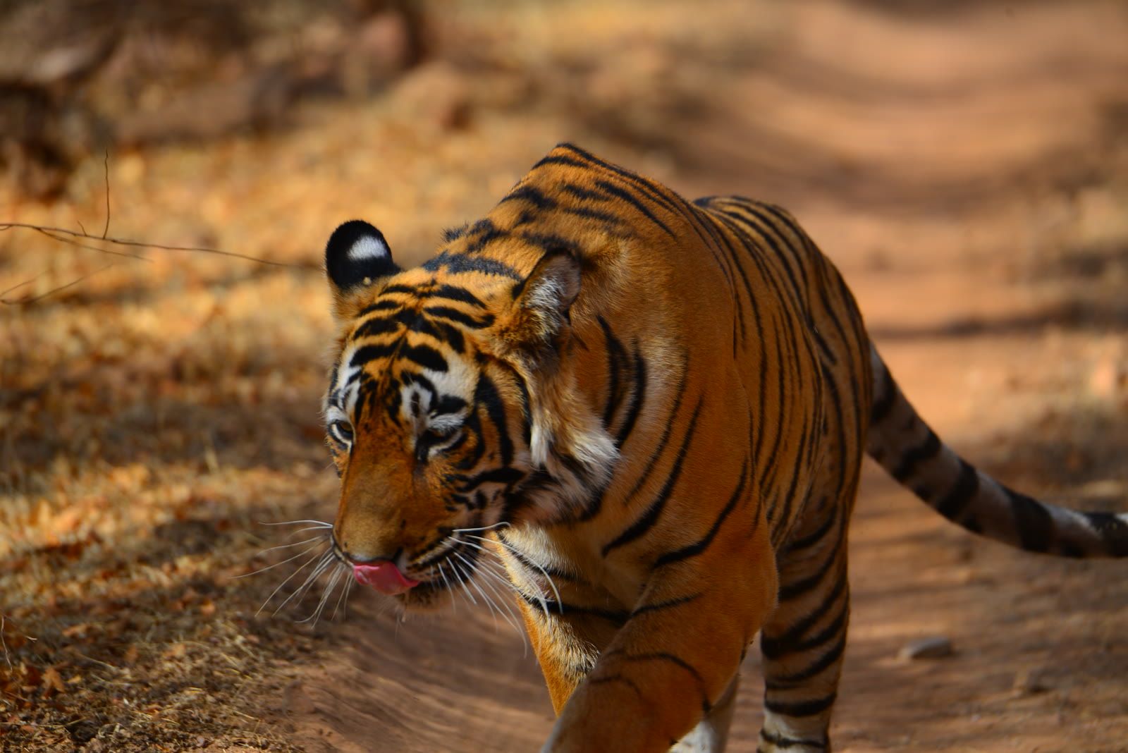 Tiger walking towards the camera along a forest track in Kanha National Park