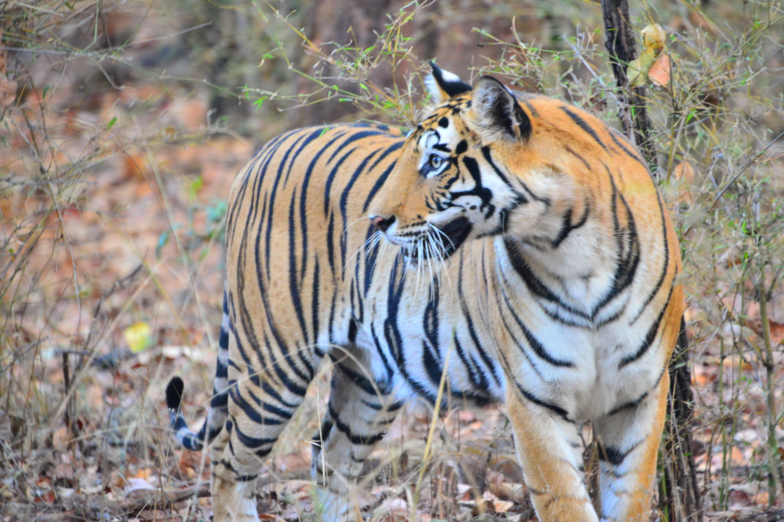 Tiger looking back over its shoulder in Sariska Tiger Reserve
