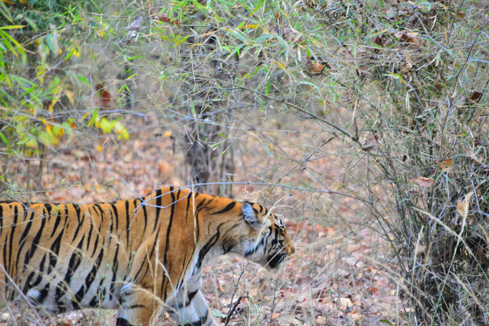 Tiger at close range in the forest of Tadoba-Andhari Tiger Reserve