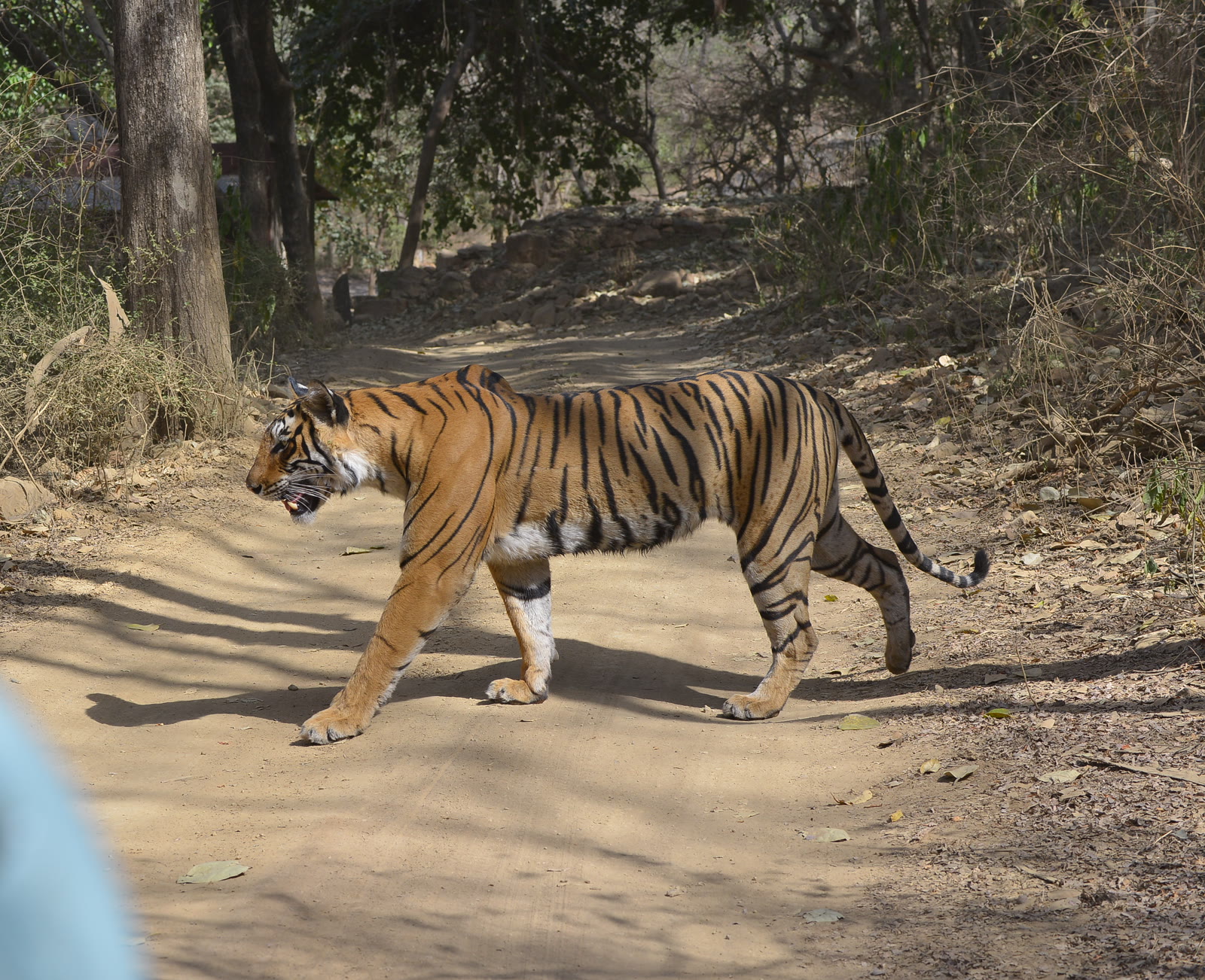 Tiger crossing a forest track in Kanha National Park