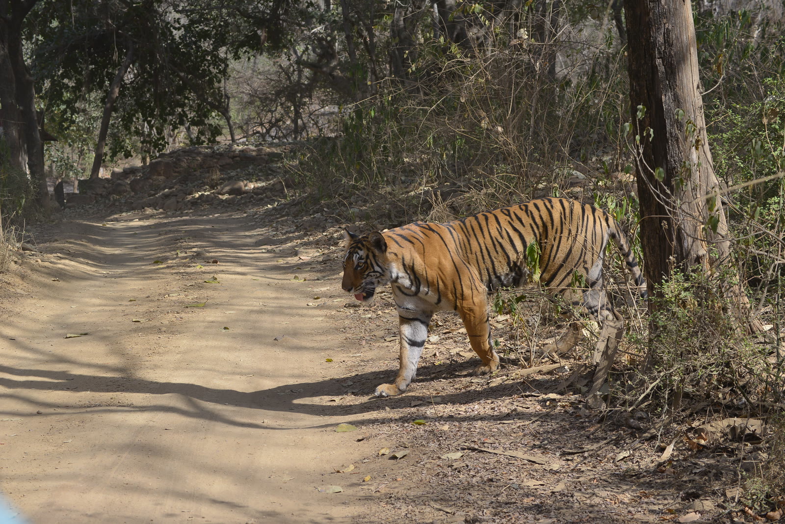 Tiger crossing a forest track in Ranthambore National Park