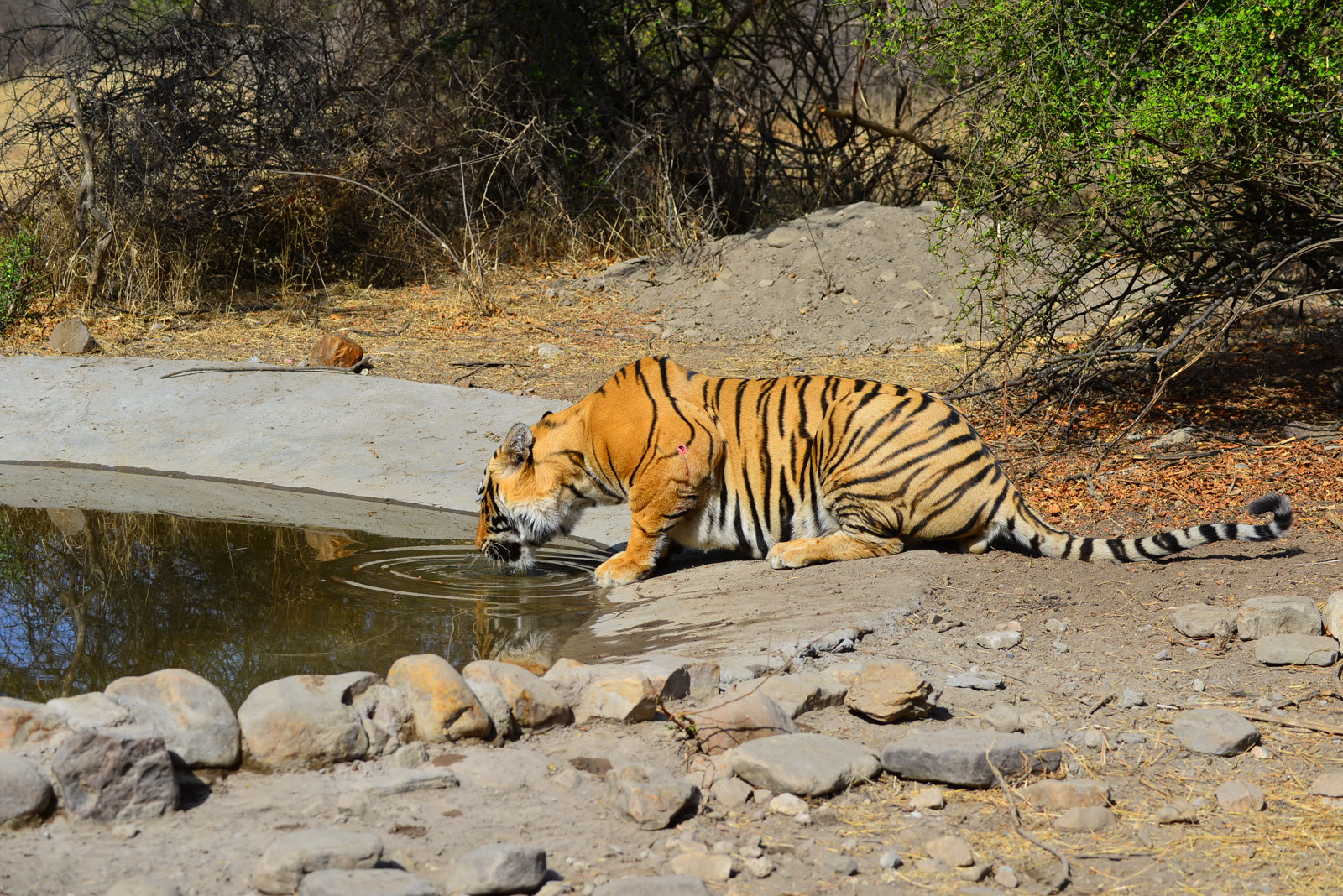Tiger drinking at a waterhole in Ranthambore National Park