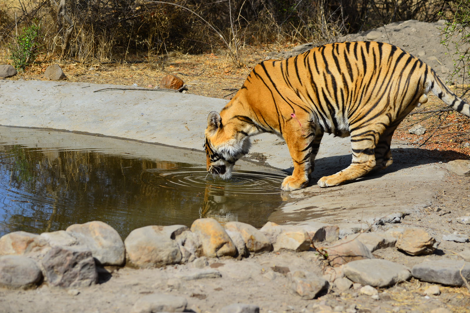 Tiger drinking at a waterhole in Tadoba-Andhari Tiger Reserve