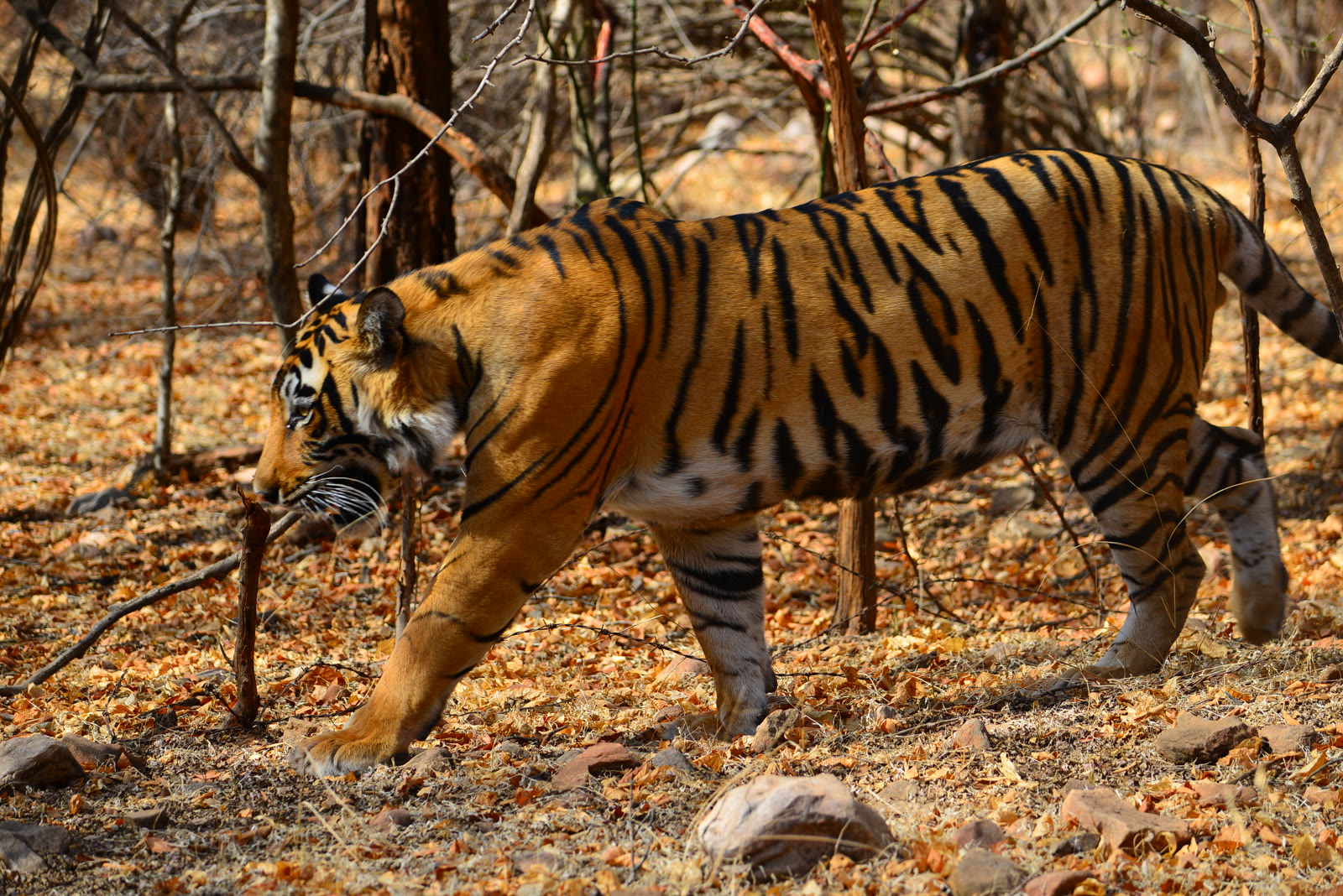 Tiger walking through dry forest in Jim Corbett National Park