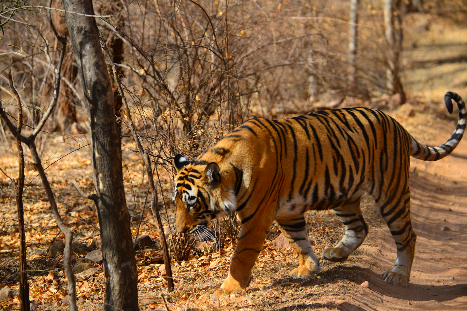 Tiger walking through dry forest in Ranthambore National Park