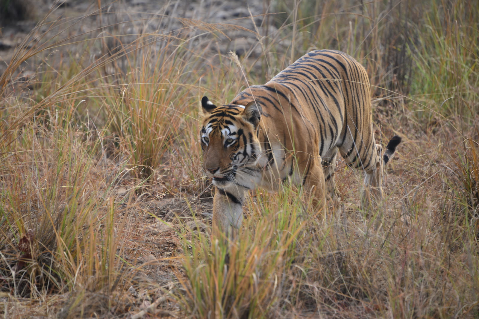 Tiger walking through dry grass in Bandhavgarh National Park