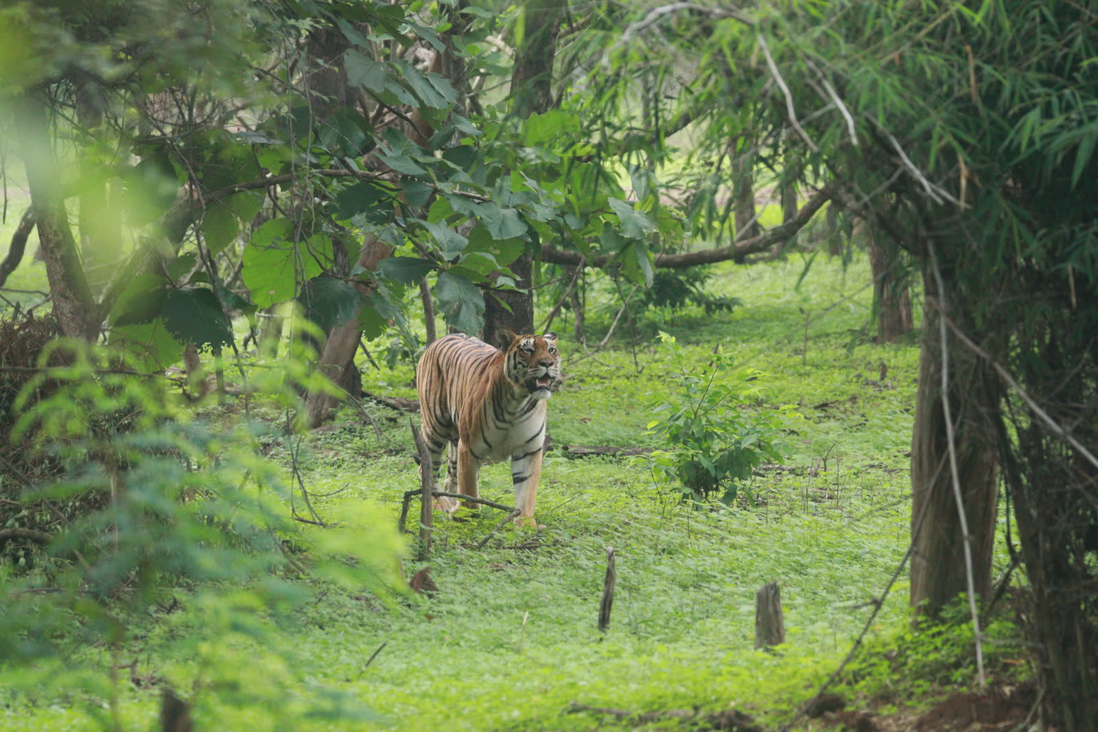 Tiger standing in a monsoon-green forest clearing