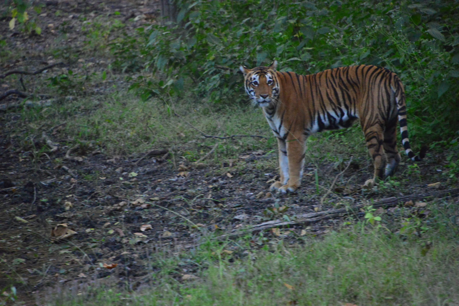 Tiger at the edge of the forest in Manas National Park
