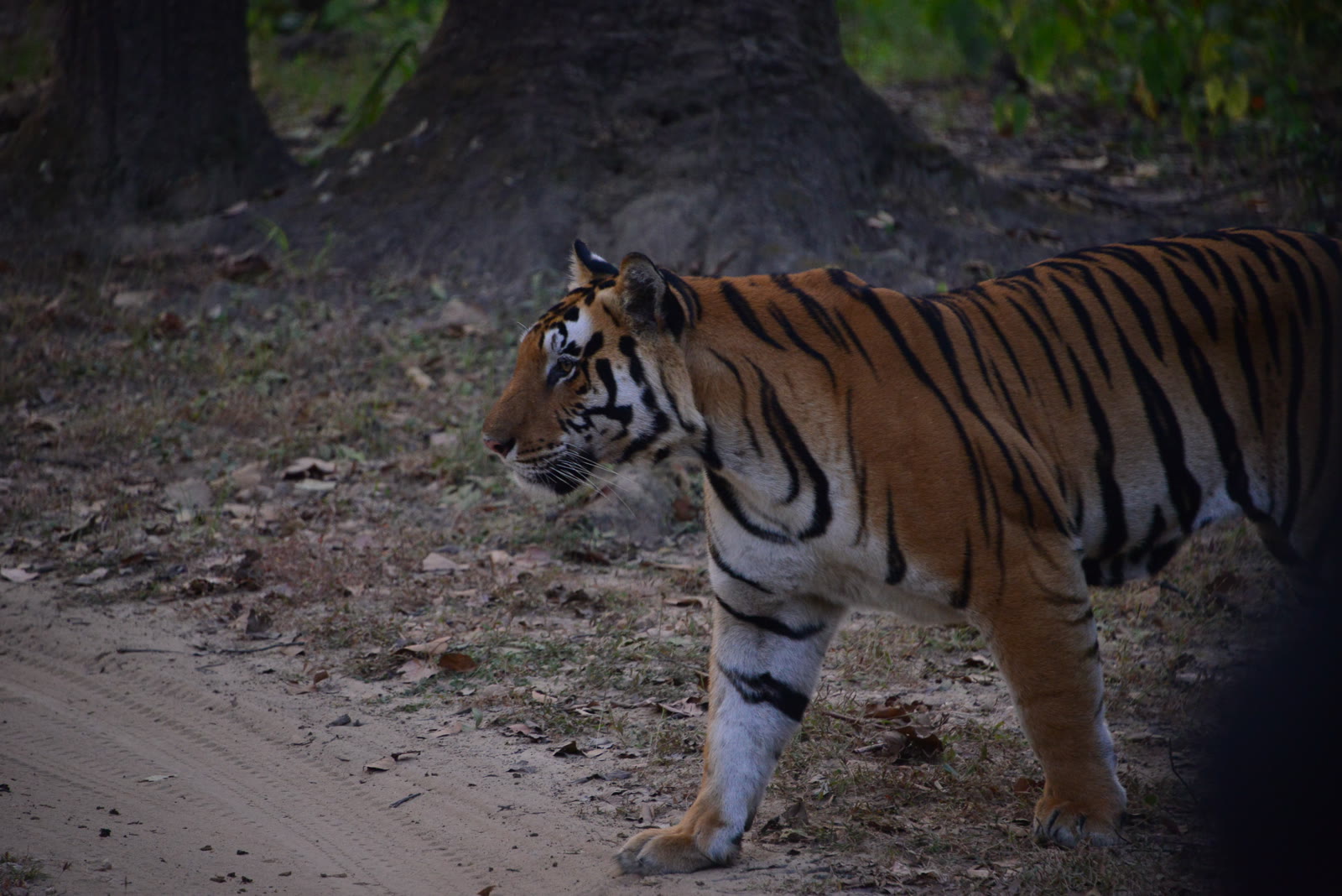 Tiger walking along a forest road in Kanha National Park
