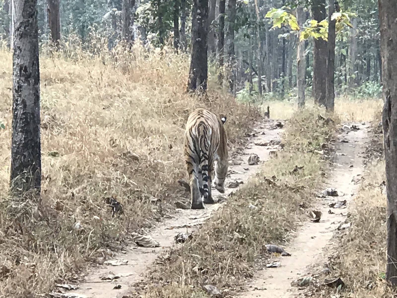 Tiger walking away along a forest track in Pench National Park
