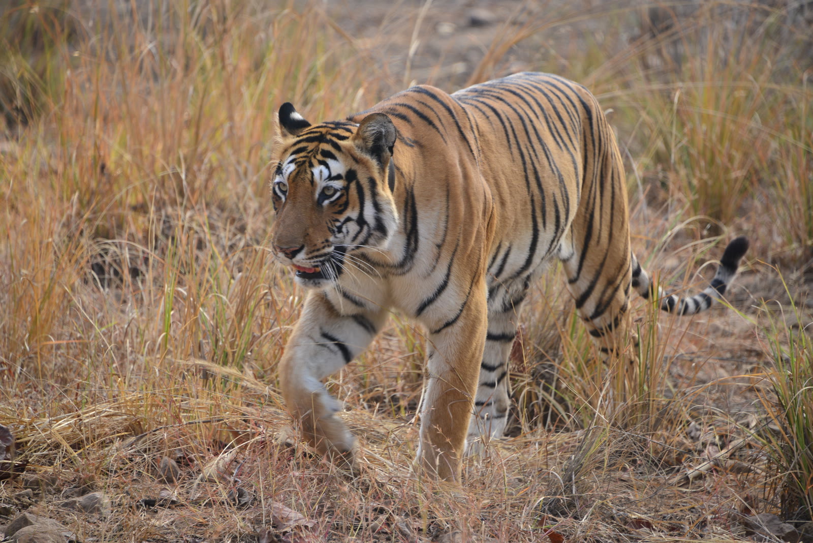Tiger stepping through dry grass in Bandhavgarh National Park