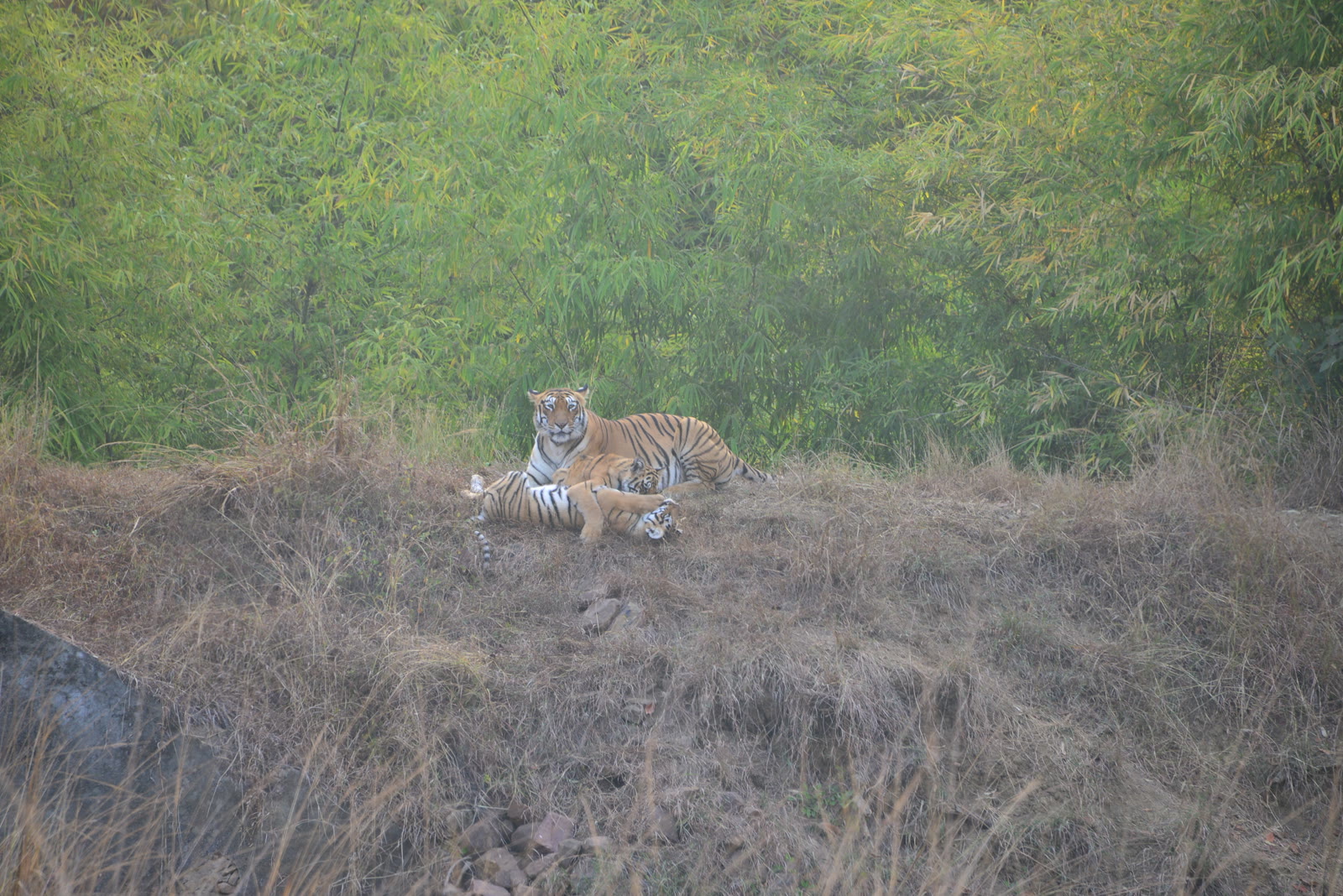 Tiger resting in the grassland of Dudhwa National Park