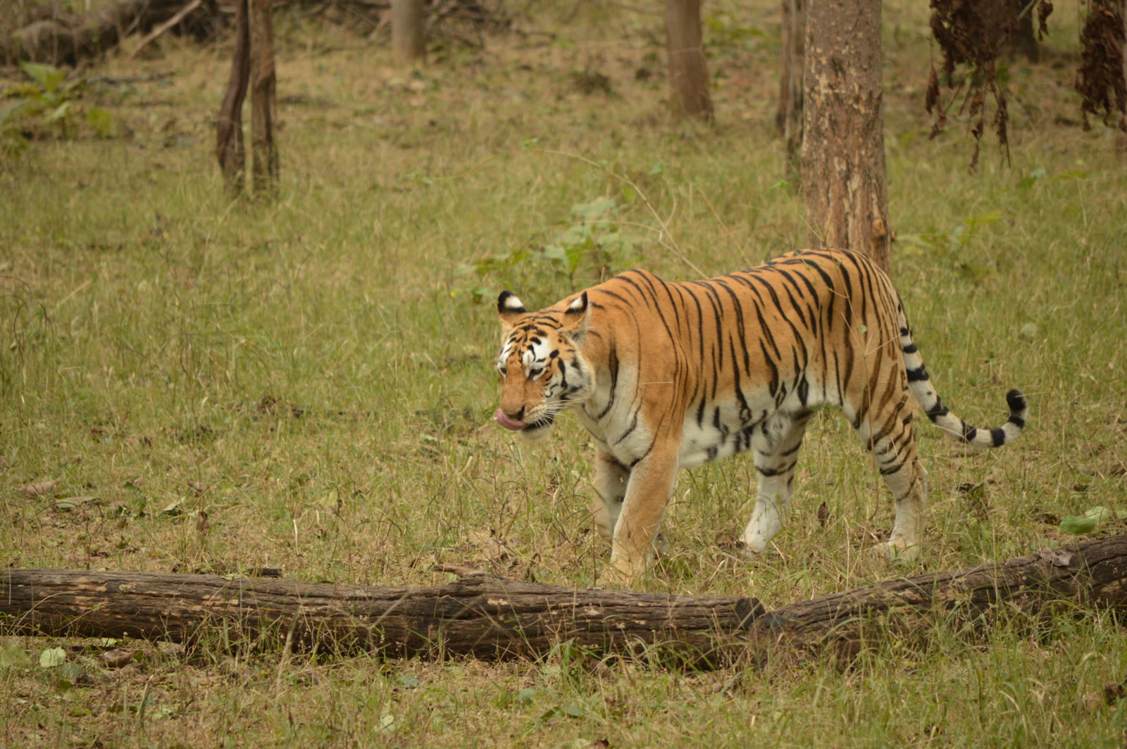 Tiger walking across a grassy clearing in Pench National Park