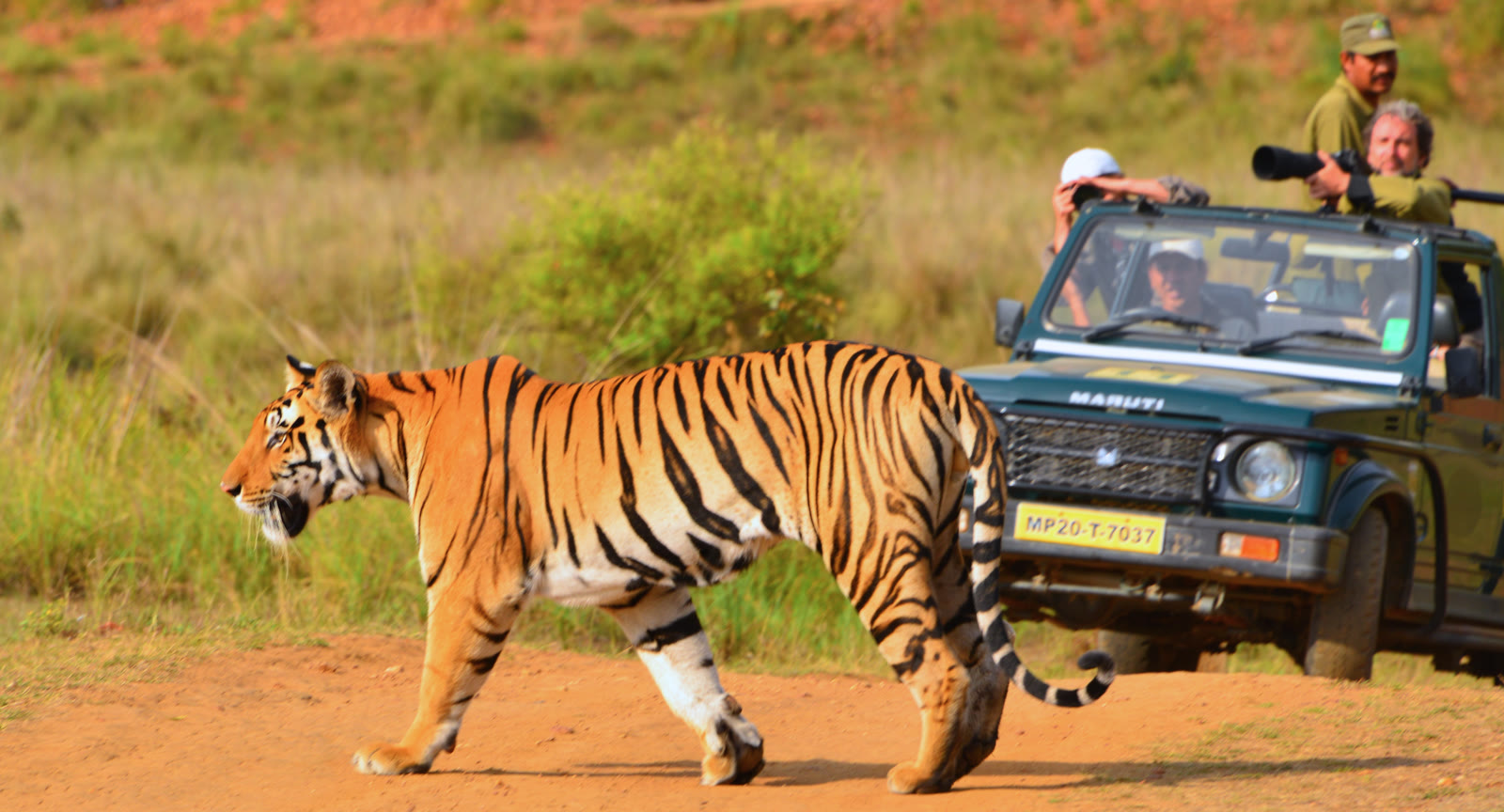 Tiger walking past a safari jeep in Ranthambore National Park