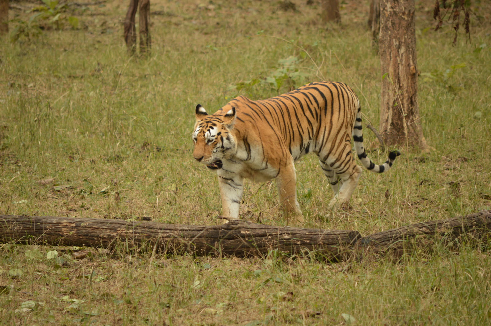 Tiger walking past a fallen log in Periyar National Park