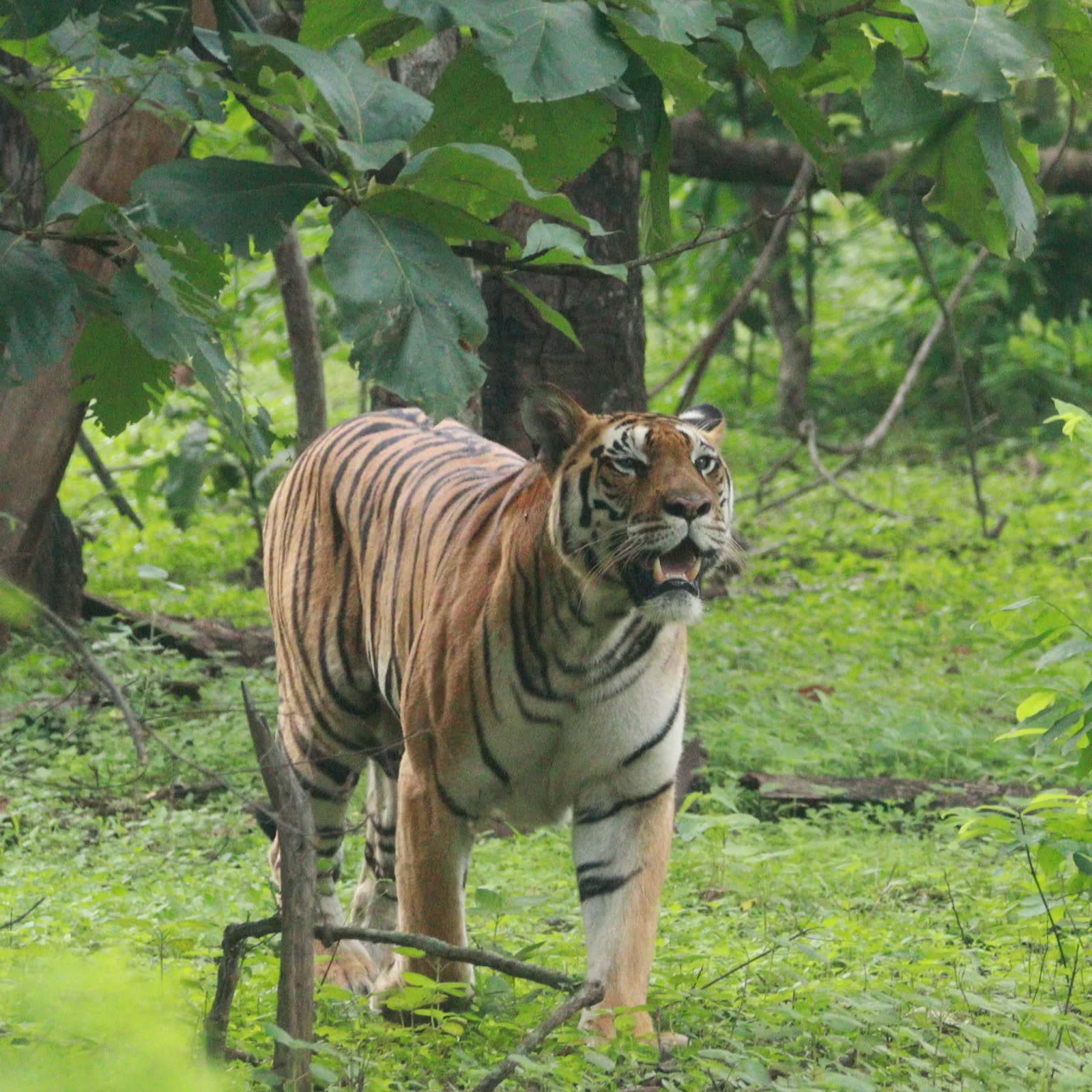 Tiger pausing in a lush green forest after the rains