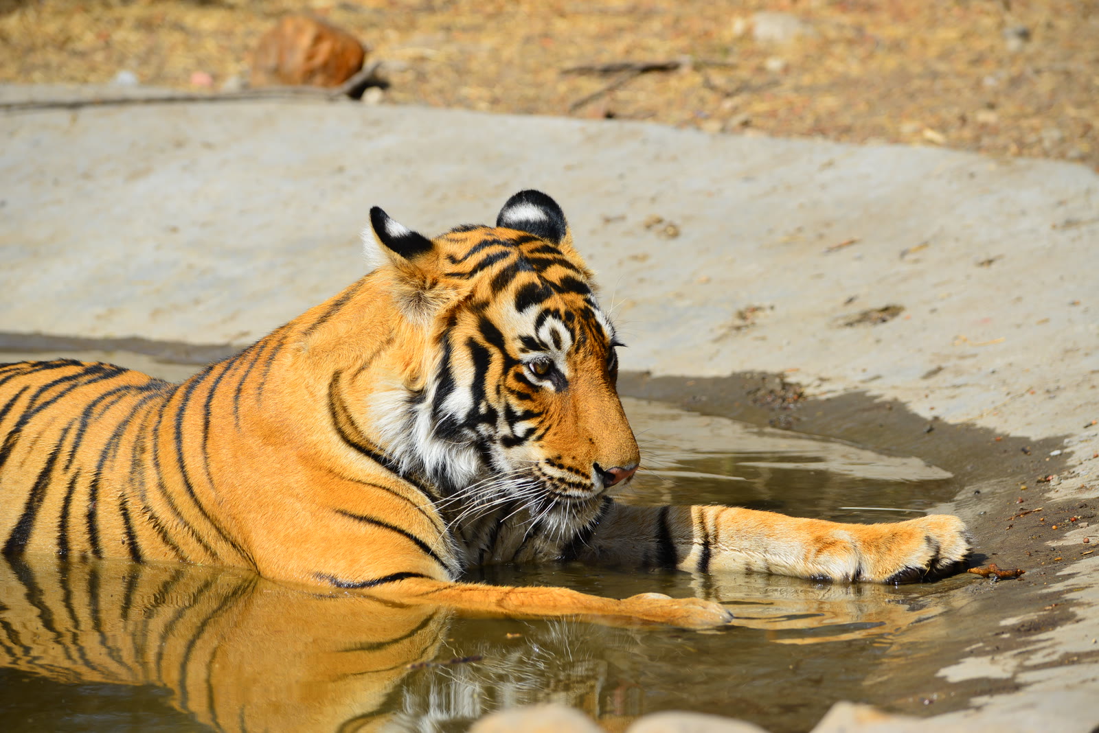 Tiger cooling off in a forest pool in Jim Corbett National Park