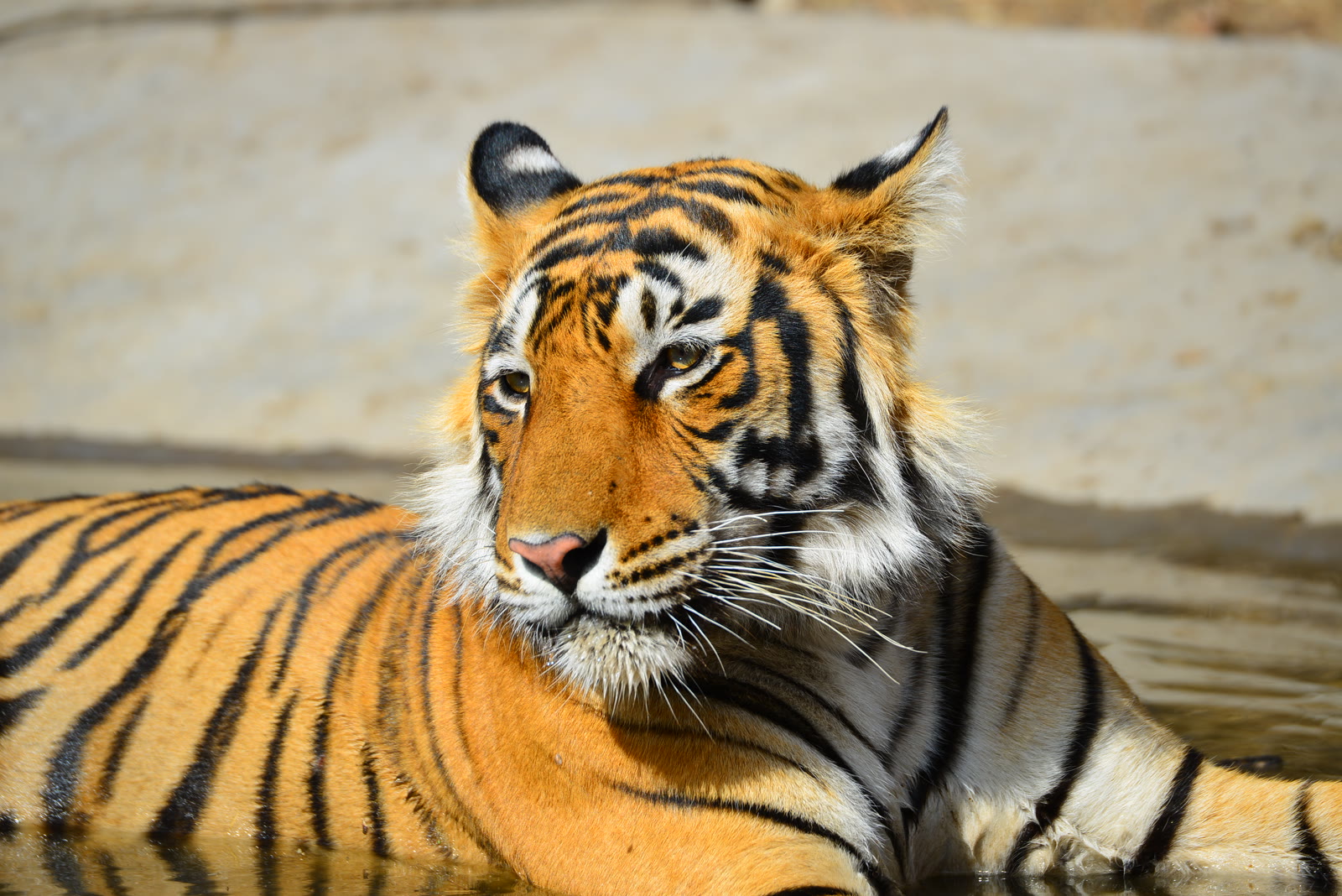 Tiger resting in a waterhole in Kanha National Park