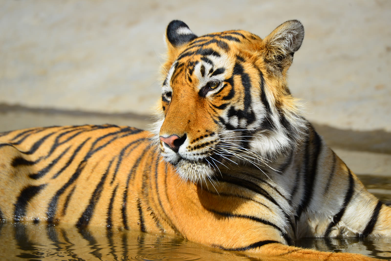 Tiger resting in a waterhole in Ranthambore National Park
