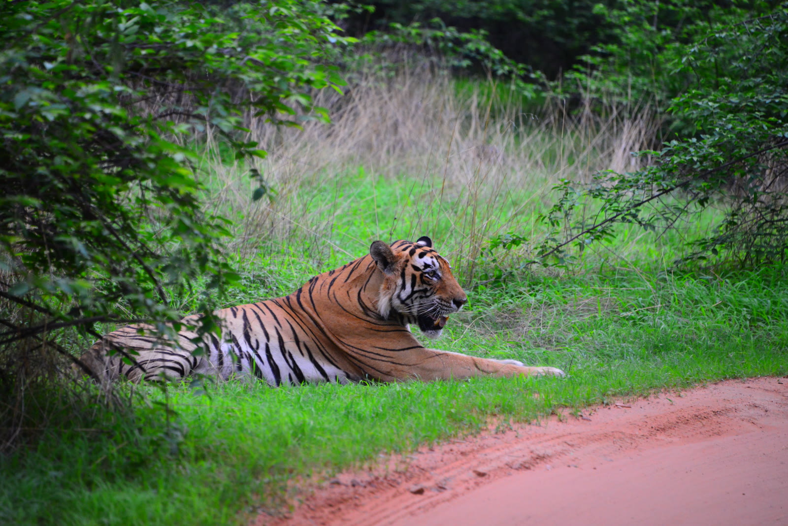 Tiger resting beside a forest track in Dudhwa National Park