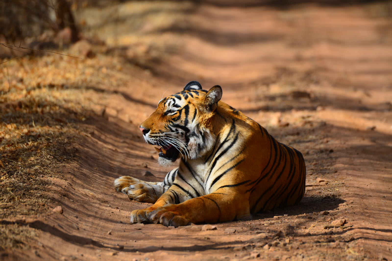 Tiger resting on a forest road in Bandhavgarh National Park