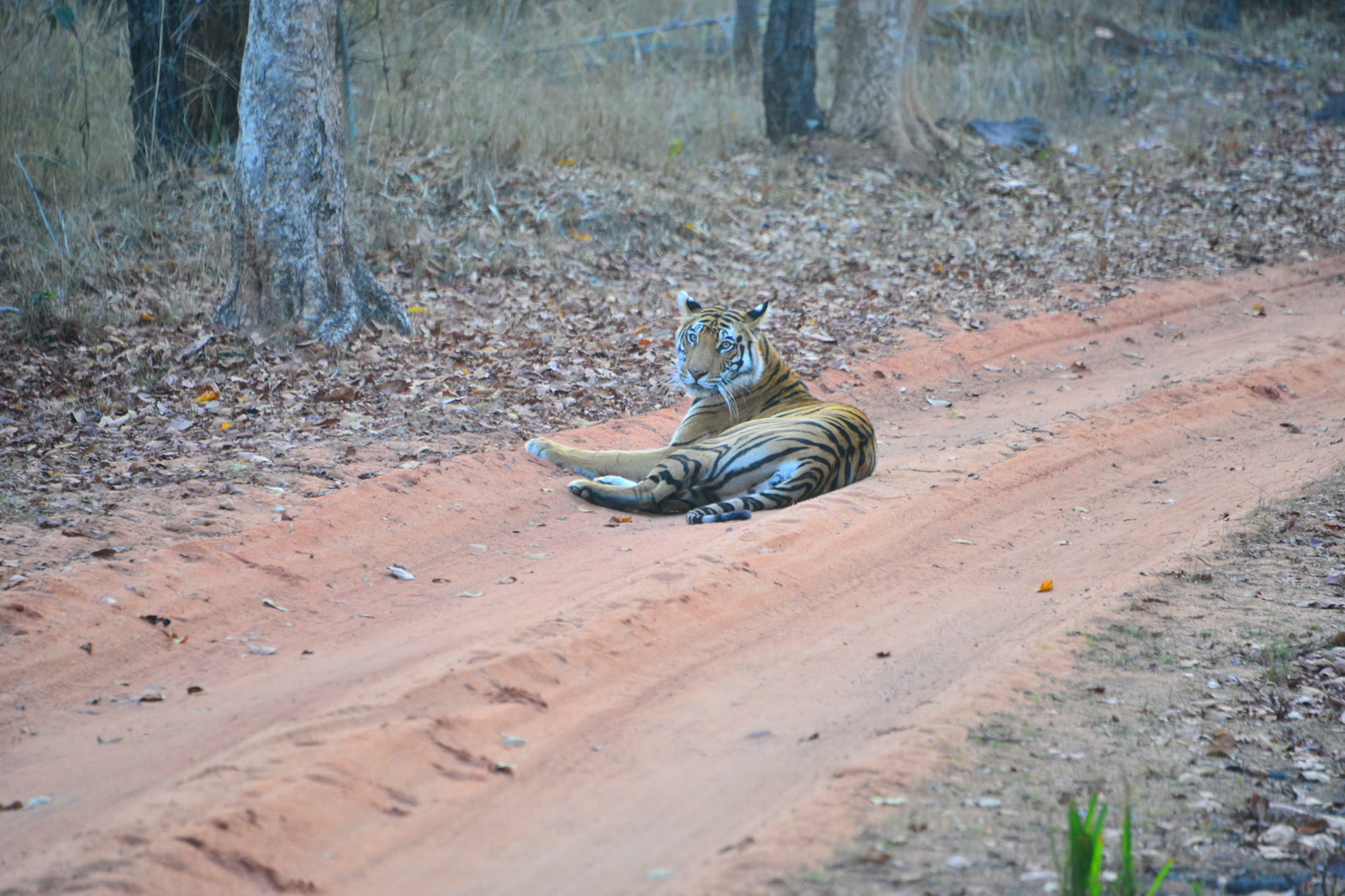 Tiger resting on a red earth track in Bandhavgarh National Park