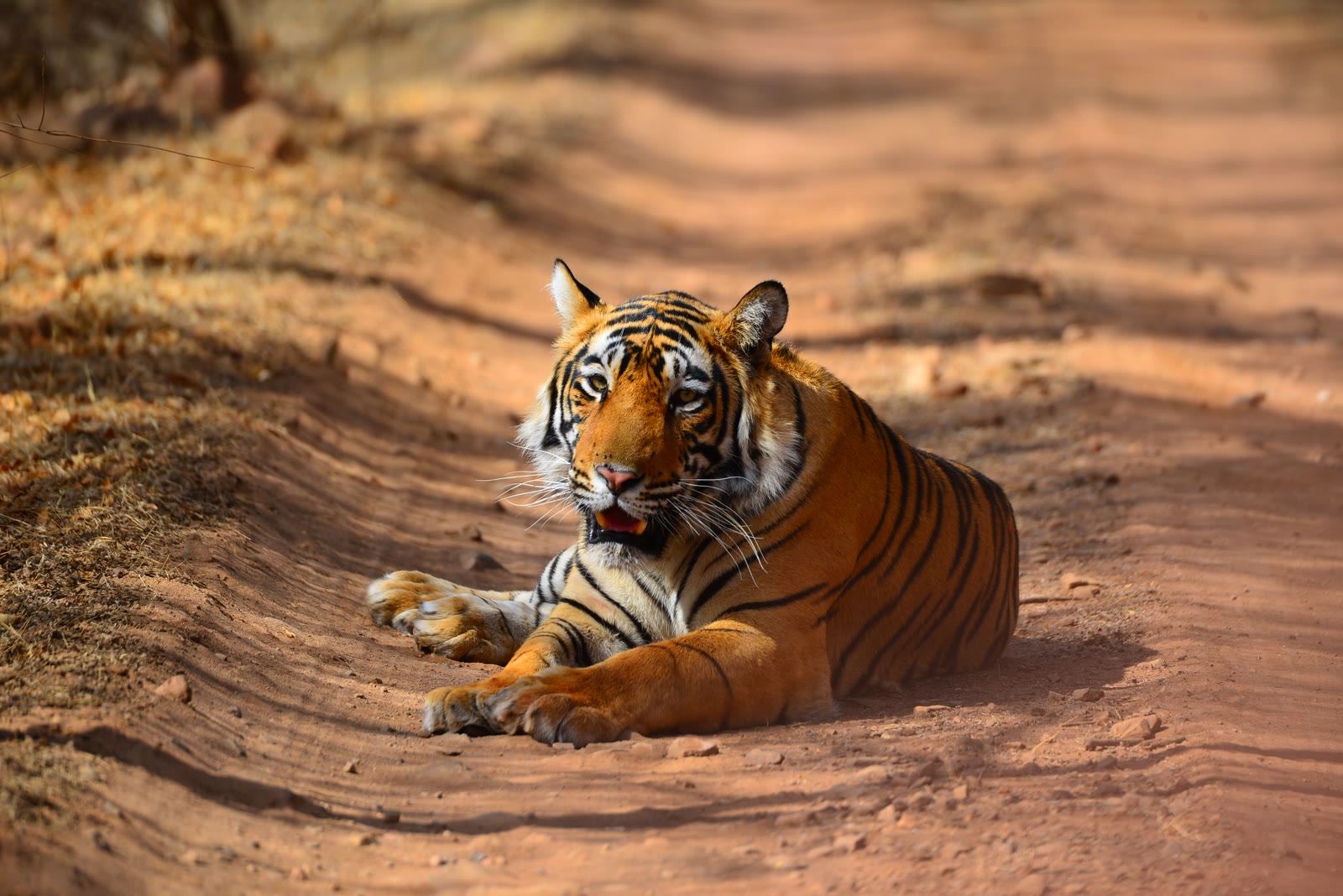 Tiger resting on a red earth track in Ranthambore National Park