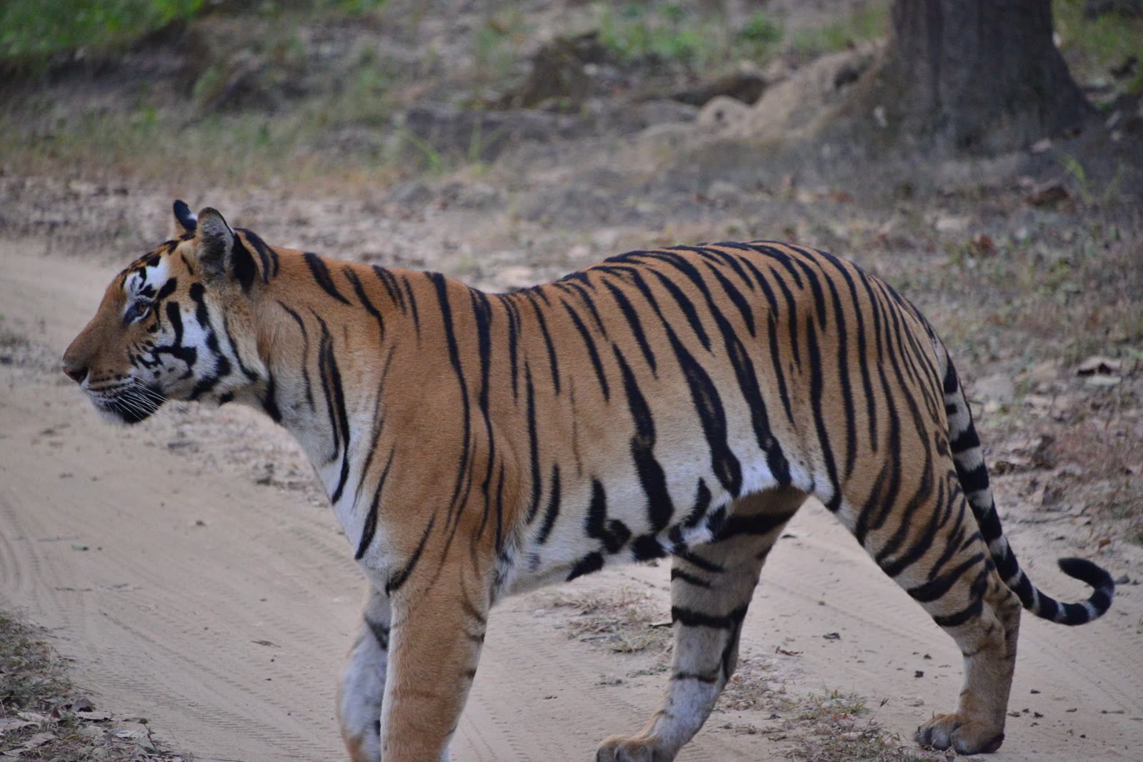 Tiger crossing a forest road in Sariska Tiger Reserve