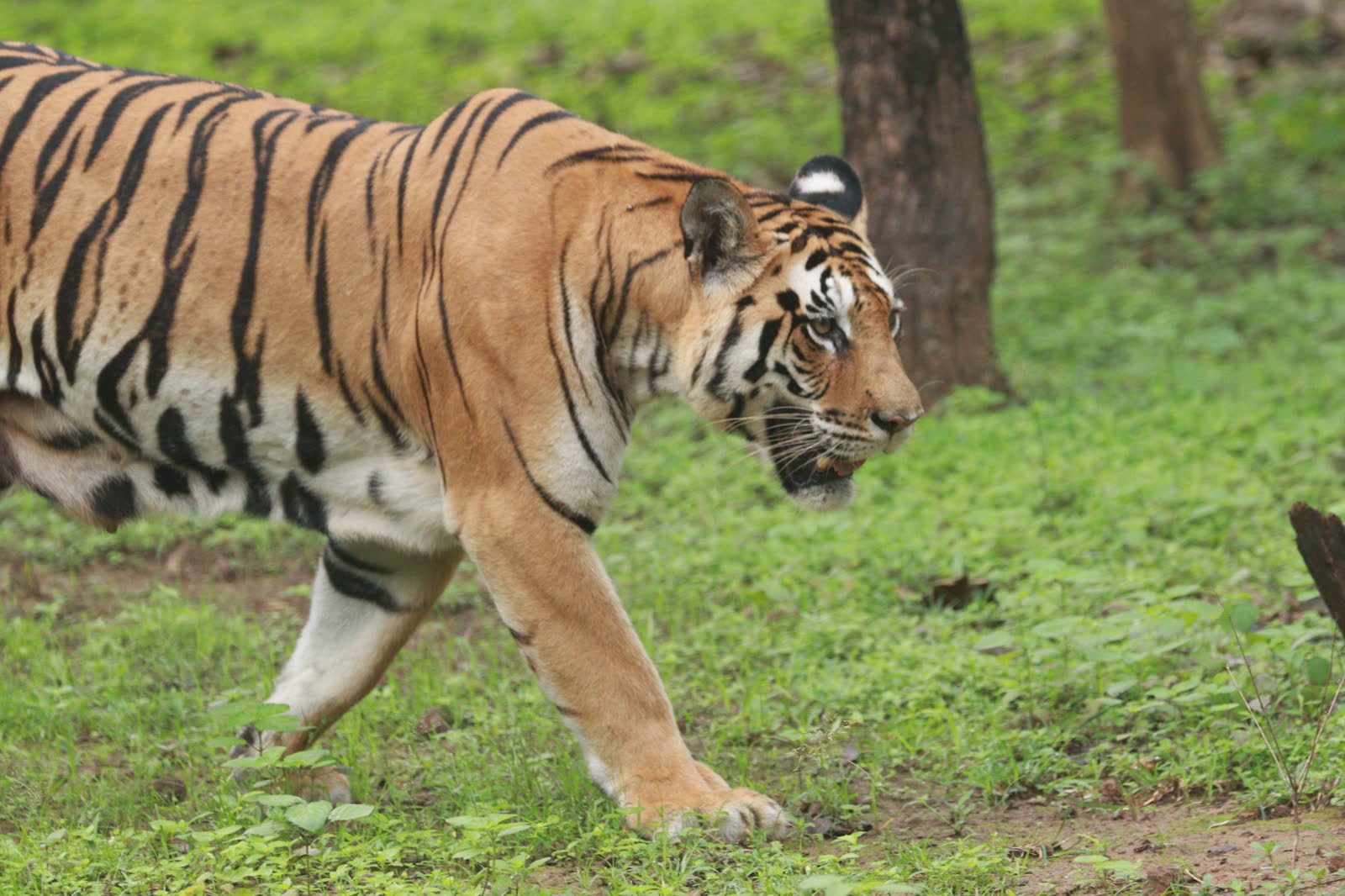 Bengal tiger striding through green forest in the monsoon