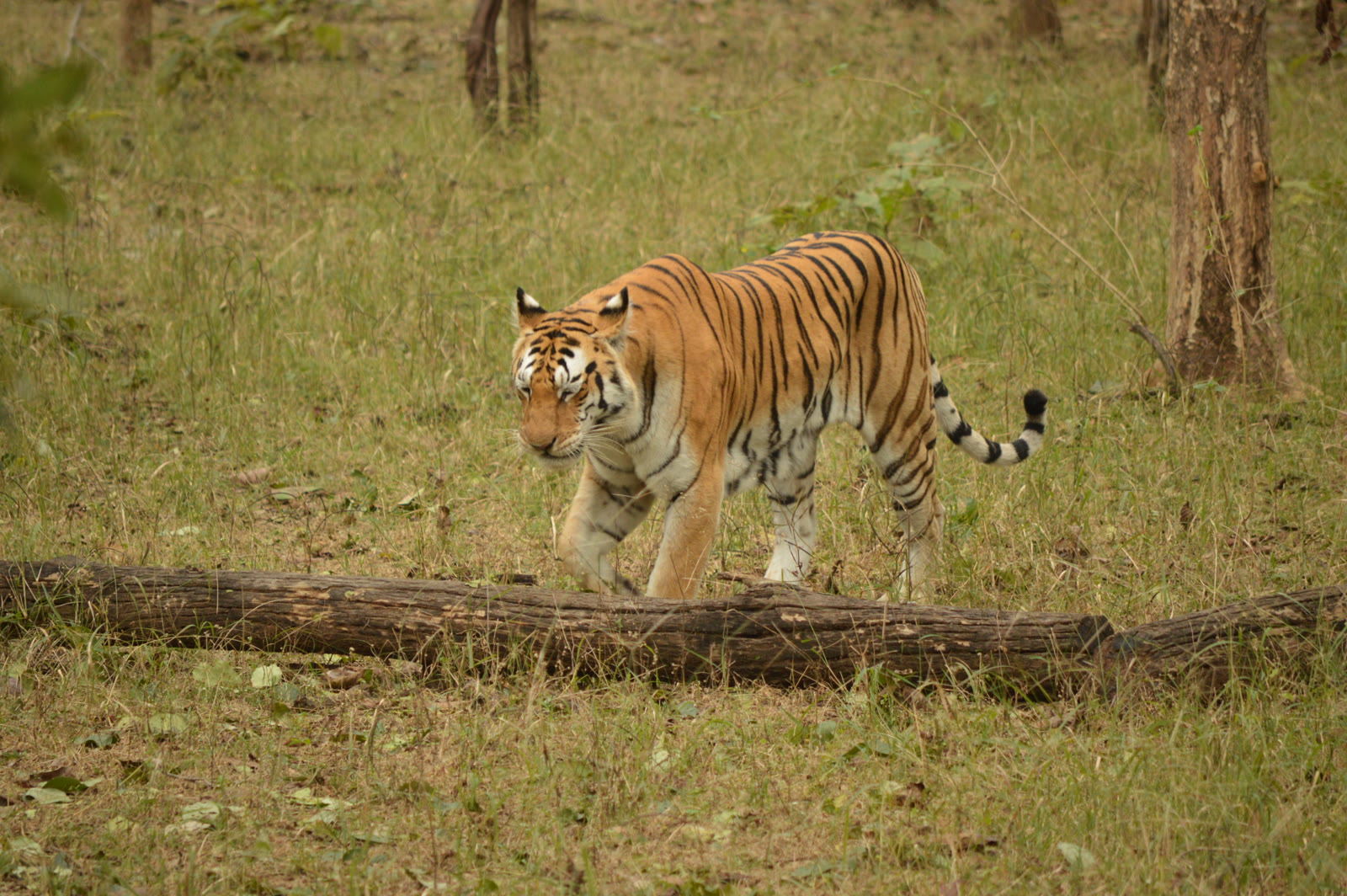 Tiger walking through teak forest in Pench National Park