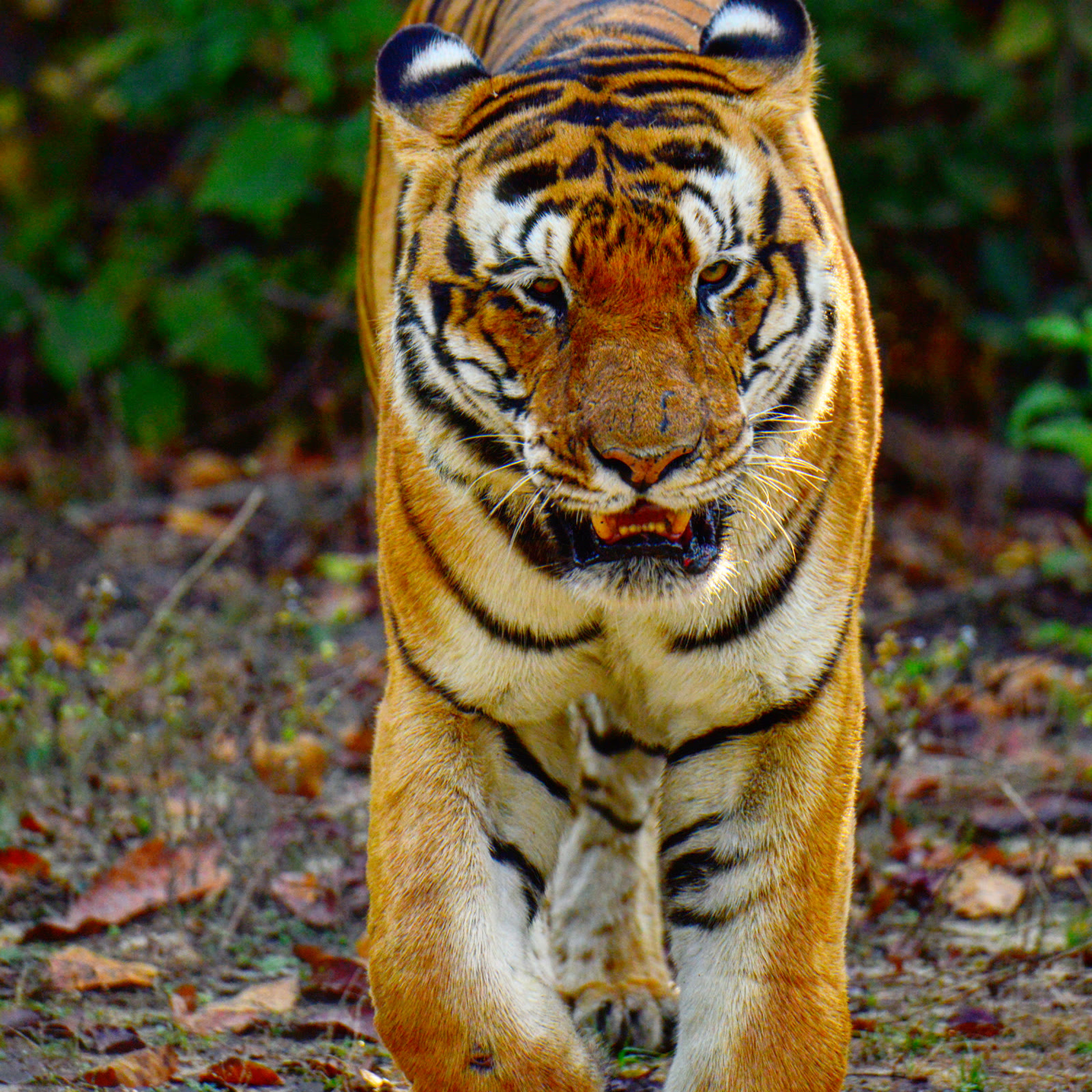 Tiger walking towards the camera in Bandhavgarh National Park