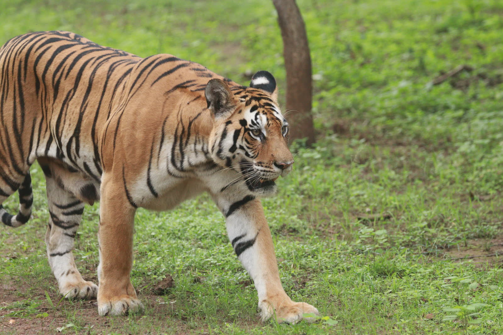Bengal tiger walking across fresh green grass, seen close up