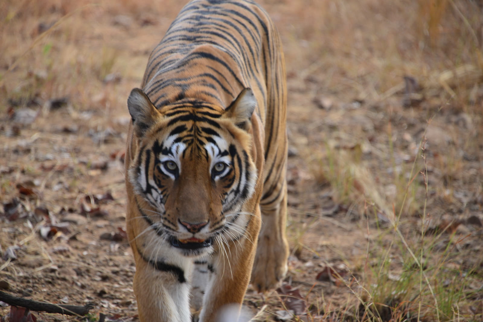 Tiger walking towards the camera through dry grass in Tadoba-Andhari Tiger Reserve