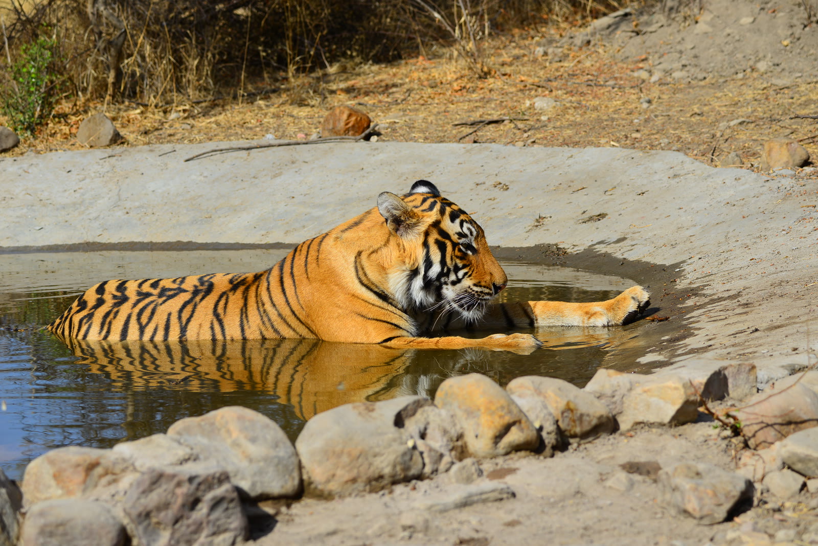 Tiger cooling off in a waterhole in Ranthambore National Park