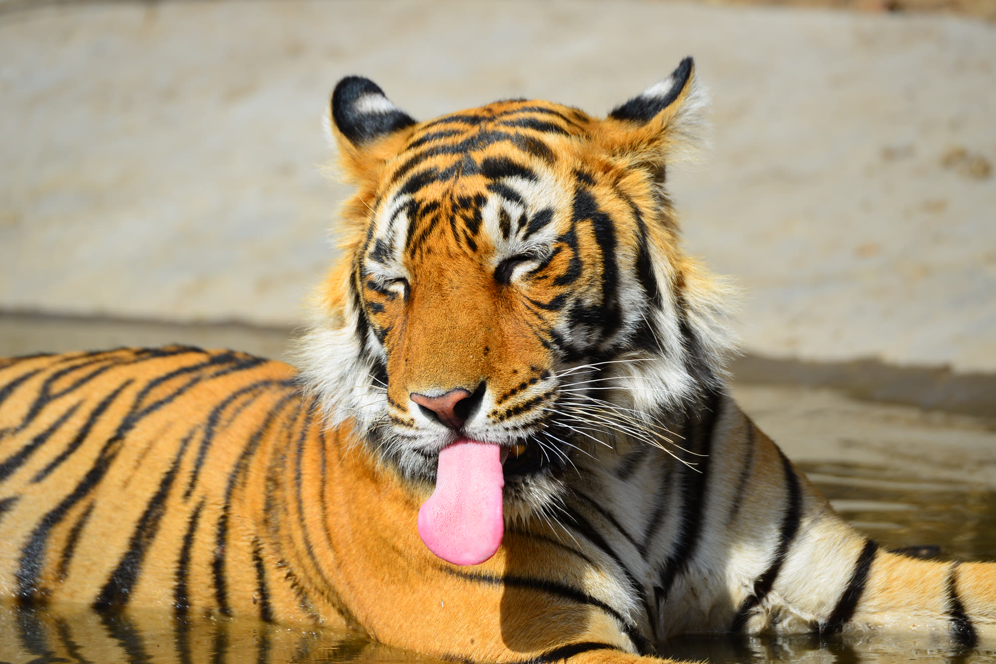 Tiger cooling off in a waterhole in Pench National Park