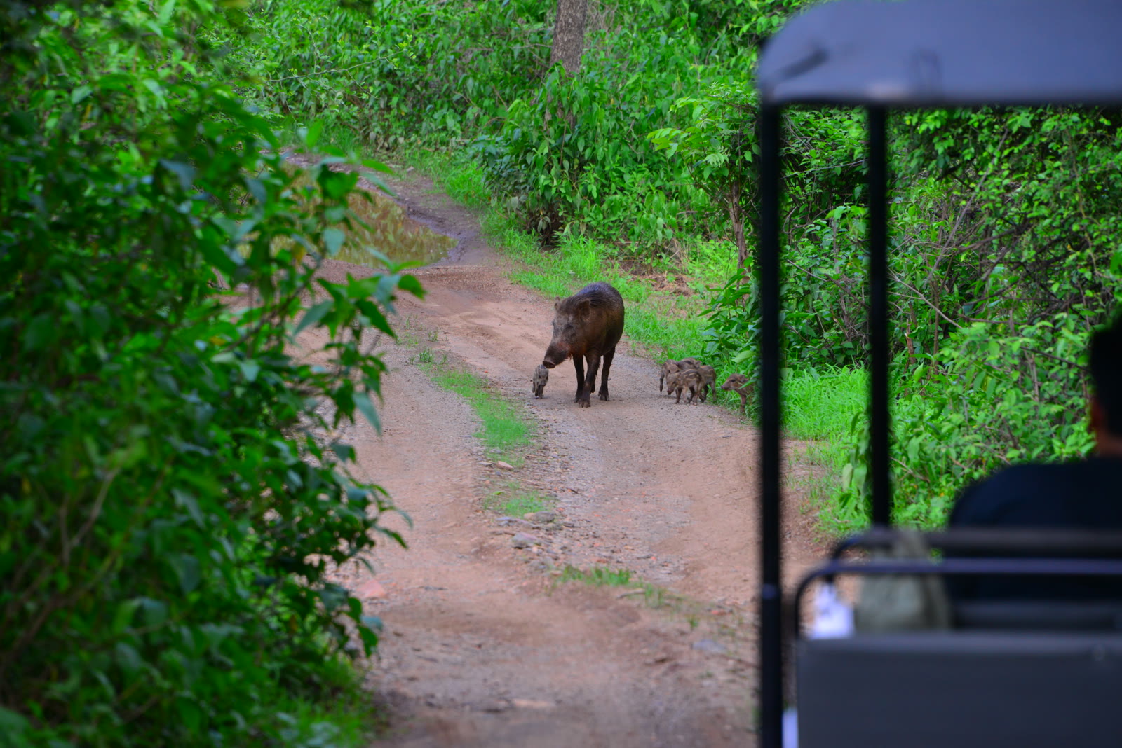 Wild boar with piglets on a forest track in Periyar National Park