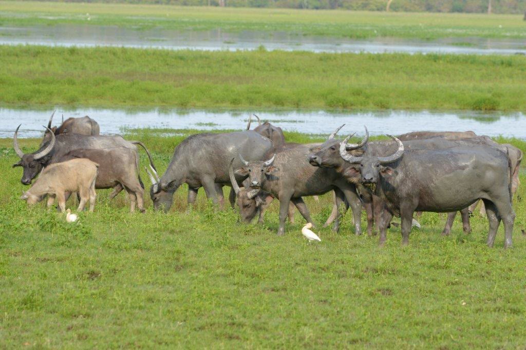Wild water buffalo grazing on the grasslands of Manas National Park