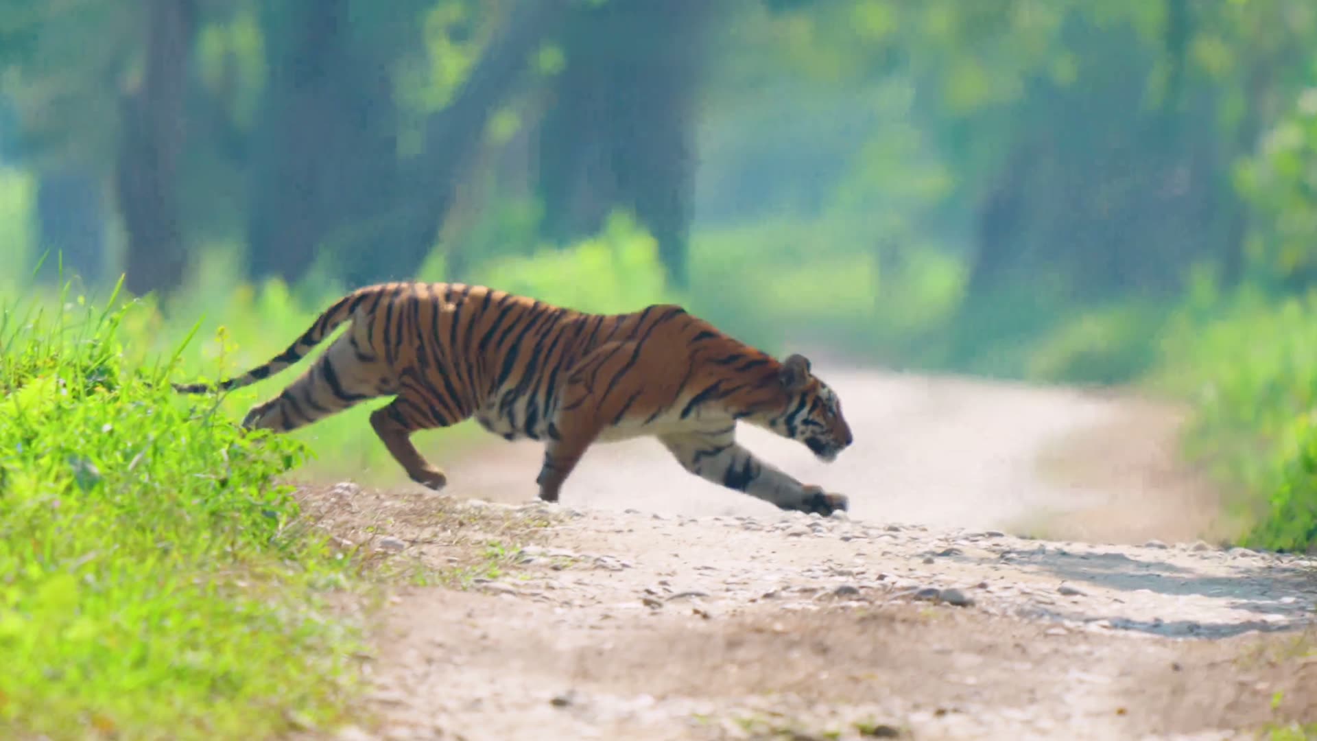Bengal tiger walking through sal forest at dawn