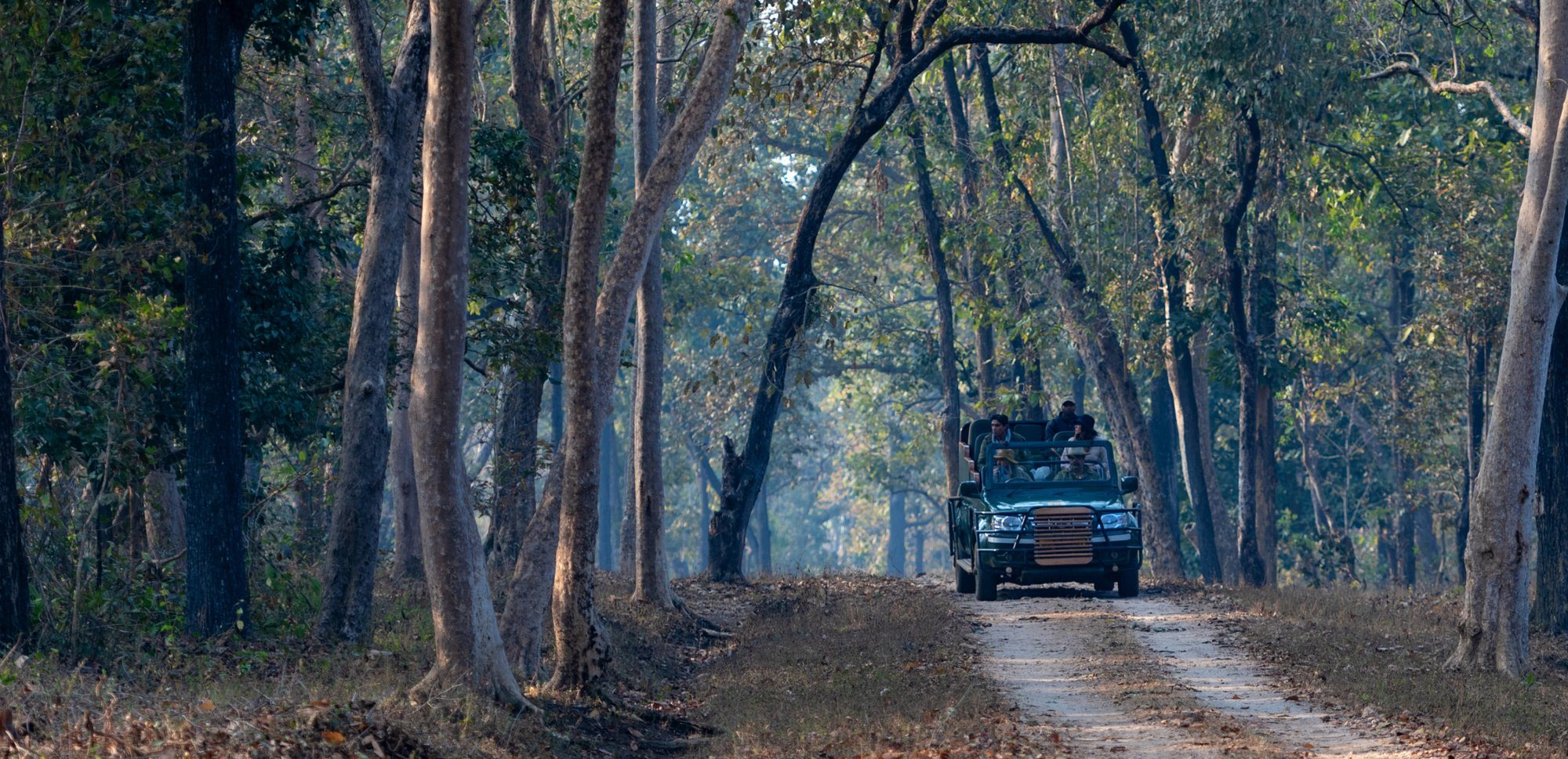 A safari vehicle on a forest track between tall sal trees
